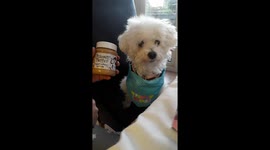 The hilarious and adorable moment pet dog realises she is a dog