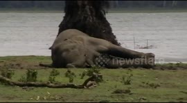 Heartbreaking moment herd of elephants pays last respects to dead leader