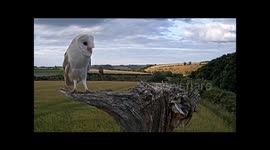 The beautiful moment a barn owl lifts off into the air