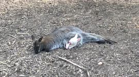 Yawning Rare Albino Wallaby