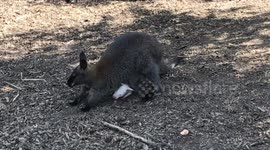 Rare Albino Wallaby Carries By Mother