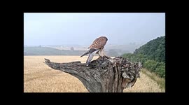 Robert E Fuller: Kestrel in the rain
