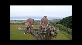 Robert E Fuller: Grown kestrel chicks still depend on mum & dad