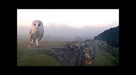 Robert E Fuller: Barn owl flies out of the mist