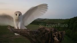 Robert E Fuller: Beautiful Barn Owl