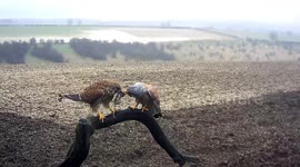 Robert E Fuller: The Reluctant Food Pass: Funny footage of Grumpy Courting Kestrels