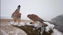 Robert E Fuller: Amazing Kestrels feeding in snow