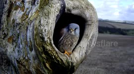 Robert E Fuller: Wild Kestrel Cam