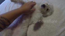 Kisses for belly rubs: the best kind of transactional relationship