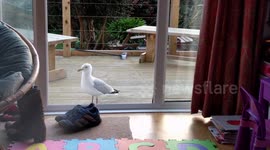 Cheeky Seagull steals cat biscuits from house