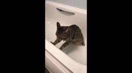Ziggy Pop makes music in the bath