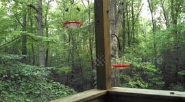 Crazy VA Ruby Throated hummingbirds