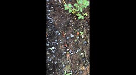 Soil, pine, mushroom