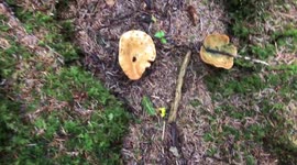 Mushroom in the woods