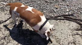 Dog on the sandy beach