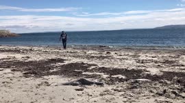 Man and dog on sandy beach by the ocean