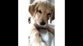 Puppy Vs. Selfie Cam