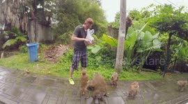 Feeding frenzy as tourist stops to offer hungry wild monkeys snacks in northern Thailand