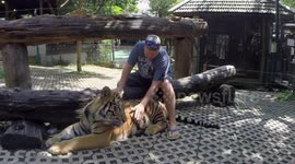 Inside a Tigers cage - up close and personal