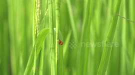 Ladybirds making love in a rice field.