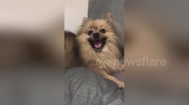 Tiny dog lets out hilariously big sneeze