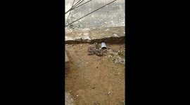 Russell's viper is a species of venomous snake in the family Viperidae.