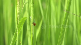 Ladybirds making love in a rice field.