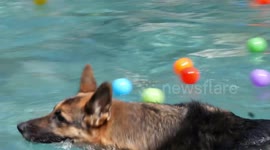 Dog pool party