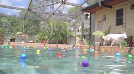 Dog Pool Party 2