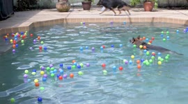 Doggy Pool Party