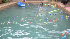 Dog Pool Party 3