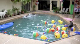 Dog Pool Party 4