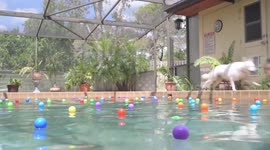Dog Pool Party 5