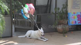 Dog Party