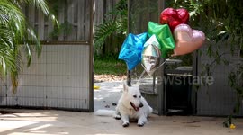Dog with Balloons