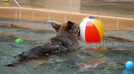 Dog at pool party
