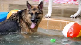Dog swimming in pool