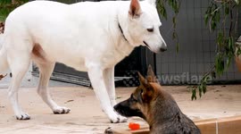 Dog Pool Party
