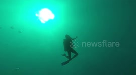 Diver