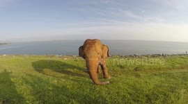 Elephant at the side of the road Sri Lanka