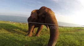 Elephant - Sri Lanka