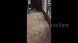 Man plays with fox outside Tesco supermarket