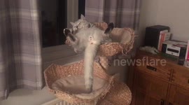Cat in totally daft sleeping position