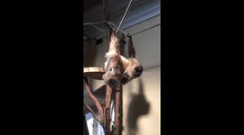 Sloth walking funny animal