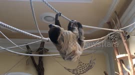 Sloth walkin on the rope funny animal