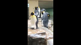 Lazy penguin