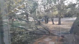 Heavy winds down big tree in Dublin during storm Ali