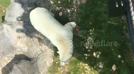 Polar white bear wihout ice