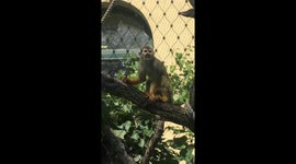 Cute baby monkey