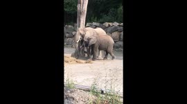 Elephant at Vienna zoo takes walk with baby